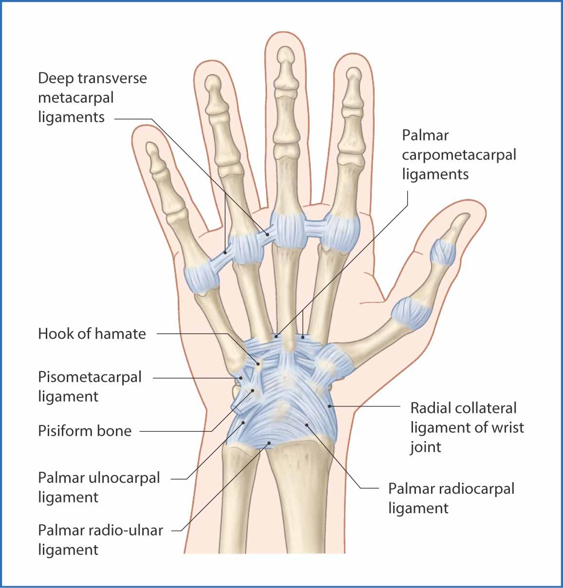 مفاصل استخوان های کارپال و دست