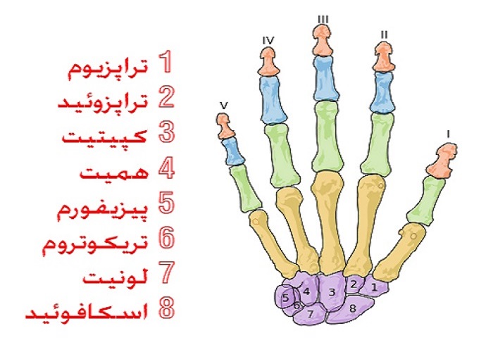 دررفتگی مچ دست