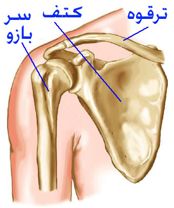 شکستگی شانه