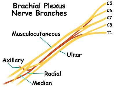 اعصاب بازو 