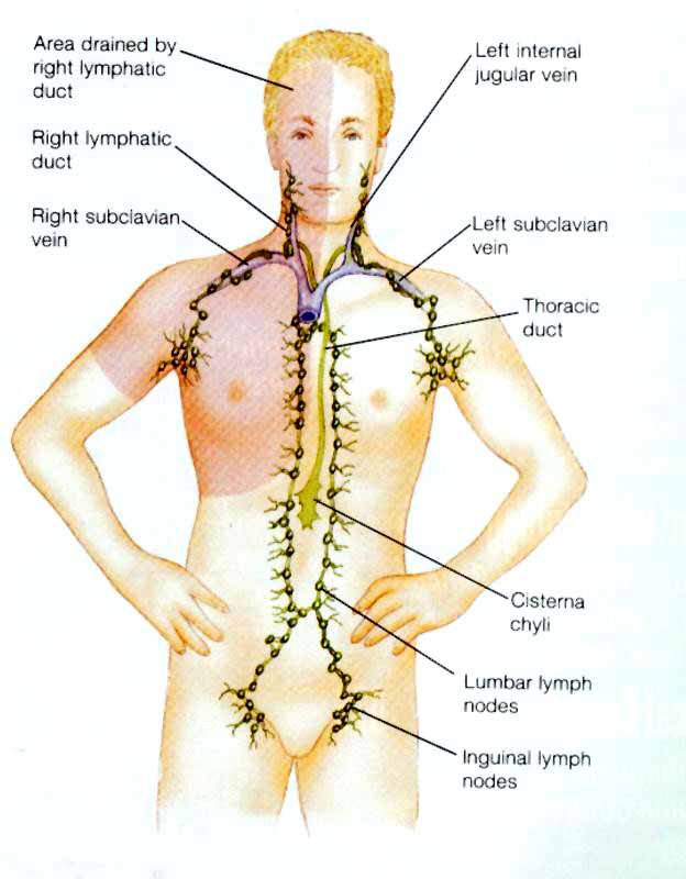 آناتومی بالینی لنفاتیک اندام فوقانی 